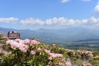 標高1500メートルの“天空の花畑”が見頃へ　嬬恋村「第23回浅間高原シャクナゲ園まつり」は5月8日から