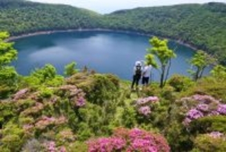 霧島連山のミヤマキリシマはこれから見ごろ　紅紫に染まる初夏の絶景シーズン到来