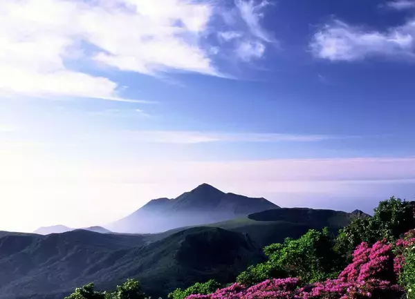 「霧島連山のミヤマキリシマはこれから見ごろ　紅紫に染まる初夏の絶景シーズン到来」の画像