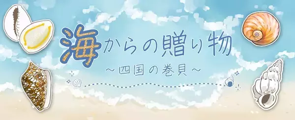 四国の巻貝の魅力に触れる　貝の光沢や模様を楽しむ