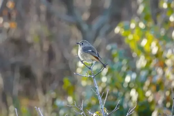 冬の公園で鳥たちをじっくり観察　国営ひたち海浜公園で野鳥がテーマの展示企画