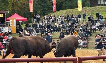 人と牛が共に生きる文化　岩手で全国闘牛サミット開催