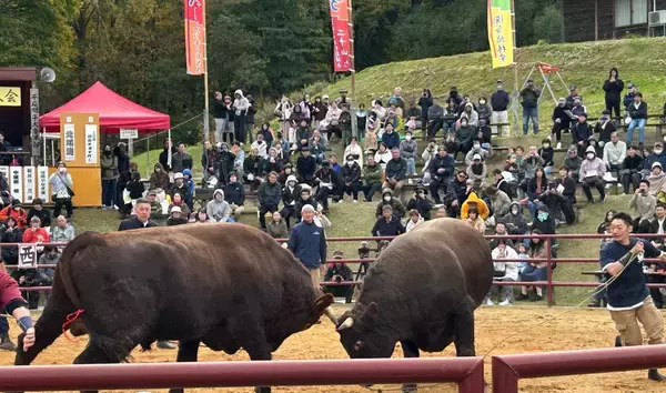 人と牛が共に生きる文化　岩手で全国闘牛サミット開催