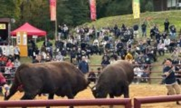 人と牛が共に生きる文化　岩手で全国闘牛サミット開催