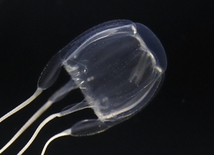 夏の危険なアンドンクラゲ　優雅な手には毒がある