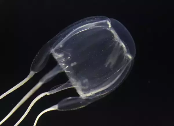夏の危険なアンドンクラゲ　優雅な手には毒がある