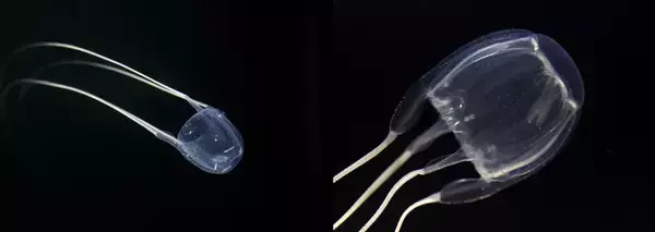 「夏の危険なアンドンクラゲ　優雅な手には毒がある」の画像