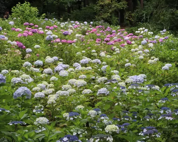 神代植物公園で「アジサイウィーク」を開催　 梅雨の時期、傘をさしての散策も粋なもの