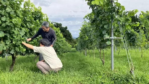 日本ワインの未来を担う「ハブ」へ　メルシャンが産地を包括的に支える「日本ワイン応援事業」を始動