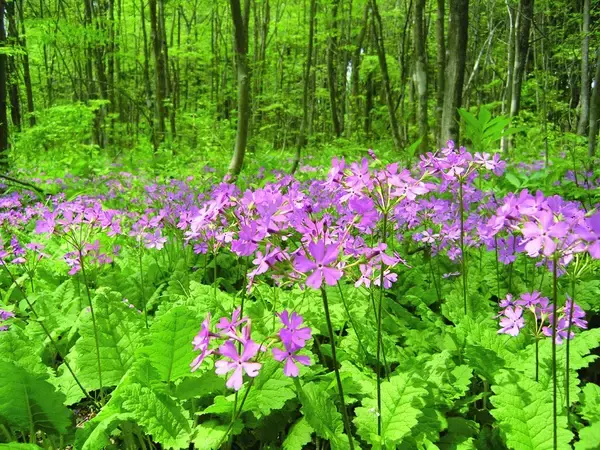 「春を告げるサクラソウの品種展　栽培の歴史から品種の由来まで」の画像