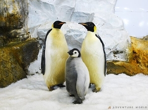 種の保存と繁殖技術の確立に一歩　和歌山・アドベンチャーワールド、エンペラーペンギンの人工授精で有精卵を確認