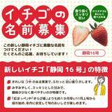 「イチゴの名付け親になりませんか？　新品種「静岡16号」が誕生」の画像1