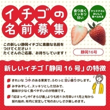 イチゴの名付け親になりませんか？　新品種「静岡16号」が誕生