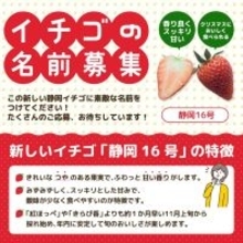 イチゴの名付け親になりませんか？　新品種「静岡16号」が誕生