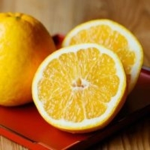 愛媛産“食べるジュース”の販売がスタート　偶然から生まれた不思議なフルーツ「河内晩柑」