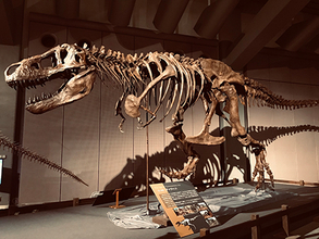 日本初公開の復元骨格などが揃う『ティラノサウルス展』