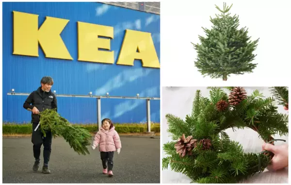 2025年クリスマスはIKEAで「本物のモミの木」をゲットしよう