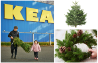 2025年クリスマスはIKEAで「本物のモミの木」をゲットしよう
