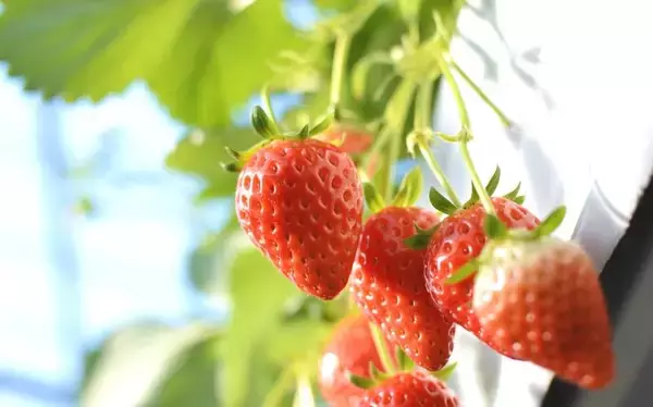 いちご狩りはどこに行くべき？学生証提示で無料スポットや全22種食べ放題など注目のいちご狩り情報5選
