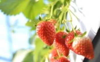 いちご狩りはどこに行くべき？学生証提示で無料スポットや全22種食べ放題など注目のいちご狩り情報5選