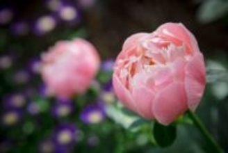 ネモフィラに牡丹、芝桜♡今しか見られない「全国の春の花を楽しめる絶景スポット5選」を徹底ガイド