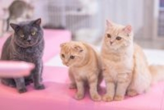 永遠に議論できそう…！令和の高校生が答える「1番得している兄弟姉妹は何番目だとおもいますか？」という問いの結果がこちら