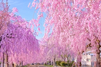 樹齢200年の「楽翁桜」に廃線跡の桜並木…知られざる「穴場なしだれ桜・八重桜名所ランキング」でお花見計画を立てよう！