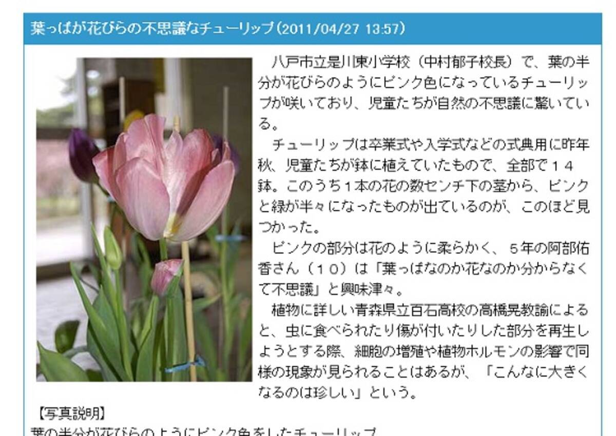 東北 青森県で葉の半分が花でできた チューリップ が発見される 11年4月28日 エキサイトニュース
