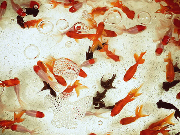 ホンマでっか Tv これであなたも金魚すくい名人 金魚すくいの必殺技を大公開 11年8月25日 エキサイトニュース