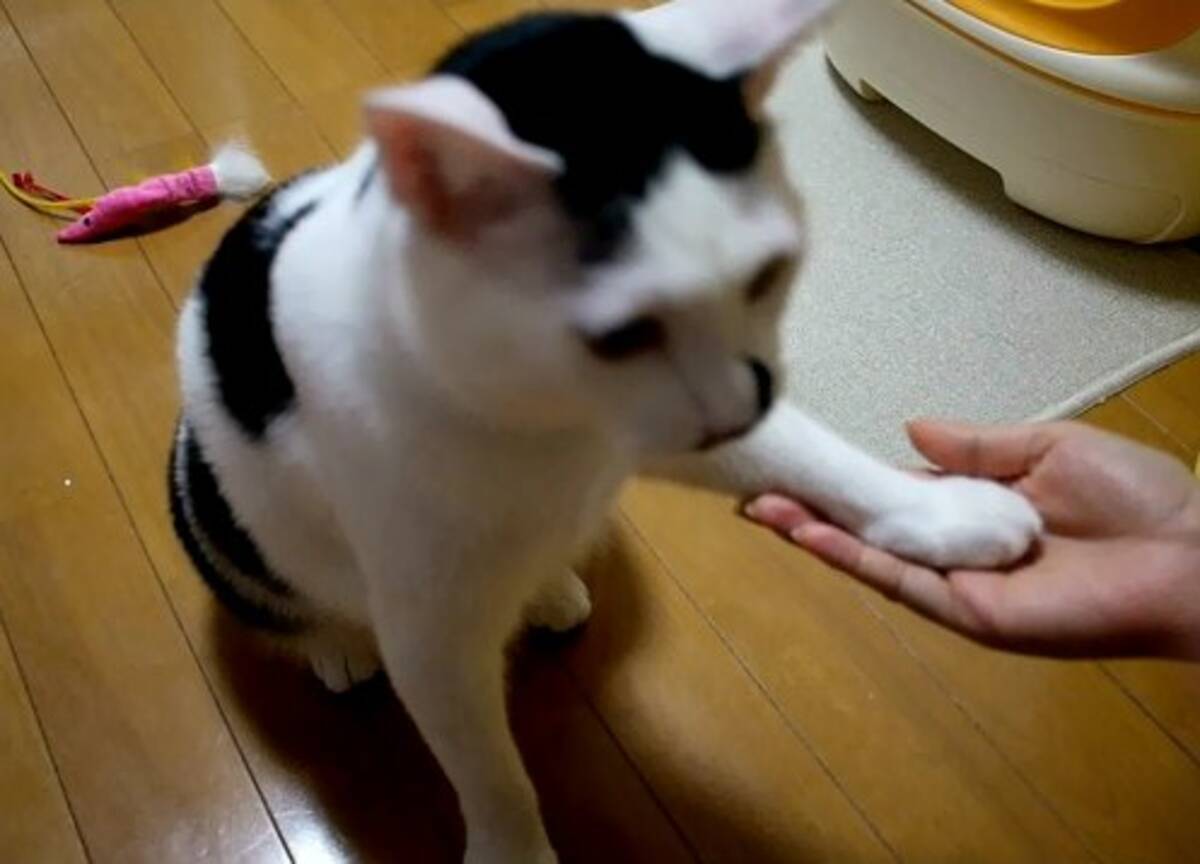 衝撃事実 猫はお手ができる 犬と同じでお座りやおかわりも覚える 11年9月9日 エキサイトニュース