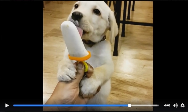 何の味がするの 森泉さんちのワンコがじゃれ合ってるけど 大型犬のたるったるのアゴをチワワがひたすらペロペロしてます 17年3月1日 エキサイトニュース