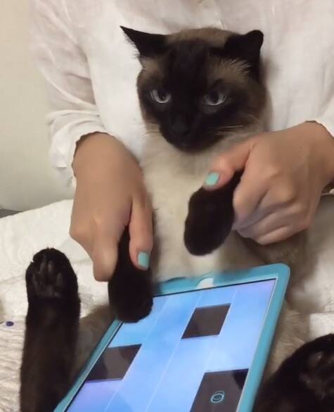 猫の手お借りしてます 人気のゲームアプリ ピアノタイル で飼い主と一緒に連弾しているシャム猫さんを発見しました 16年8月16日 エキサイトニュース