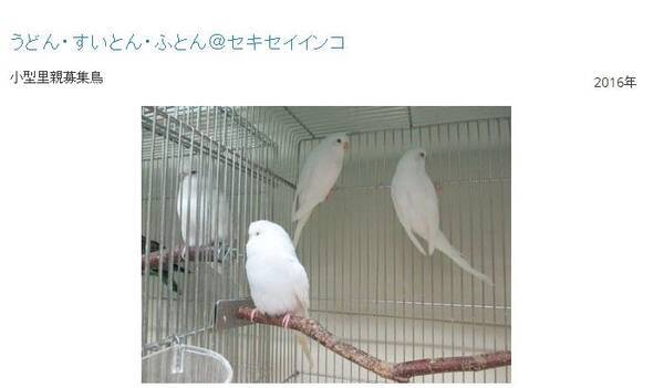 うどん すいとん ふとん これみんな鳥の名前 鳥の里親探しを行う団体のネーミングセンスが独創的 16年10月4日 エキサイトニュース