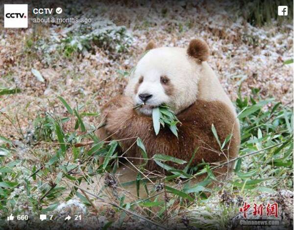 世にも珍しい茶色のパンダ チーザイにほっこり 国宝級の美しさ と称されるほどの愛らしさにメロメロになっちゃいます 16年10月日 エキサイトニュース