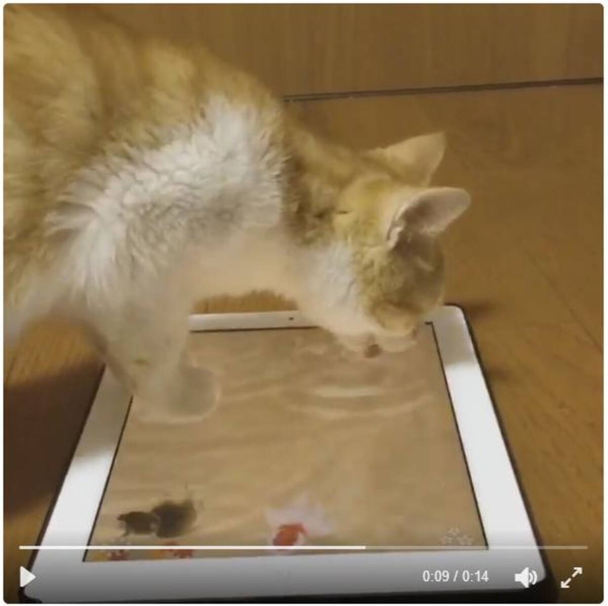 あれ これ水じゃニャいのか Ipadに映った金魚鉢を本物だと思ってペロペロする子猫が可愛すぎるう 16年11月17日 エキサイトニュース