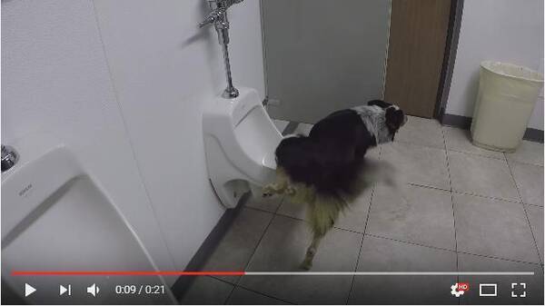 超絶おりこう犬 人間用トイレをカンペキに使えるワンコがいた 終わったらちゃんと流すワン 17年1月22日 エキサイトニュース