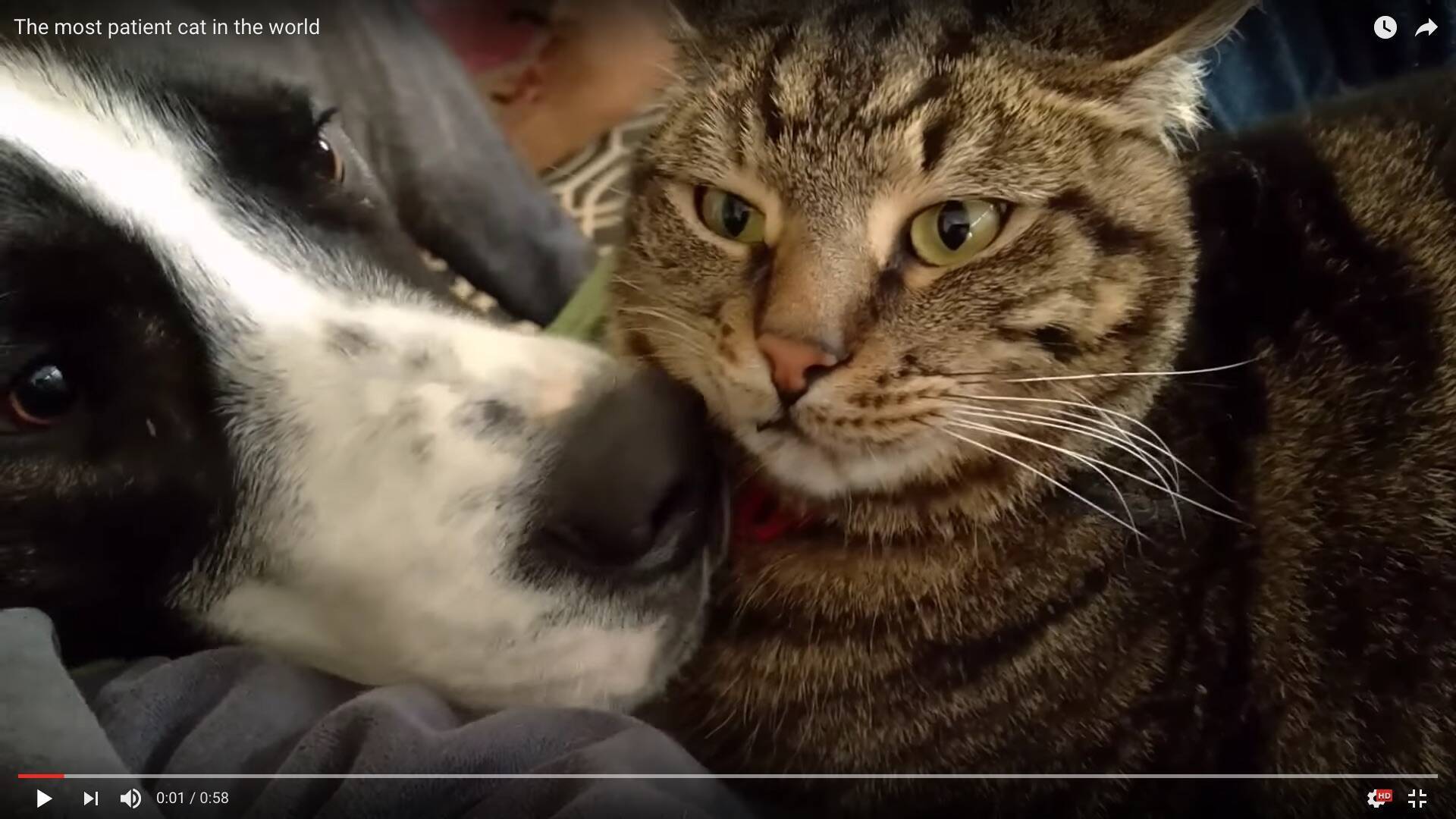 全身を舐めまわす 犬流の挨拶 をされても耐え忍ぶ猫さん 我慢している理由がかわゆい 17年2月15日 エキサイトニュース