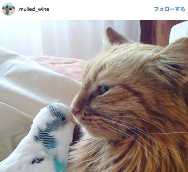 お兄ちゃん猫に鼻チュン♪ 茶トラ猫とセキセイインコの兄弟が仲良しこよしすぎる (2017年2月27日