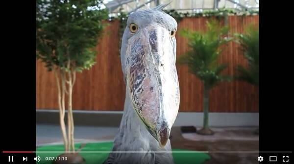 ハシビロコウ先輩に大接近して撮影したら カメラが食べられた ぽってりと大きなクチバシの中が丸見えだよぉ 17年3月8日 エキサイトニュース