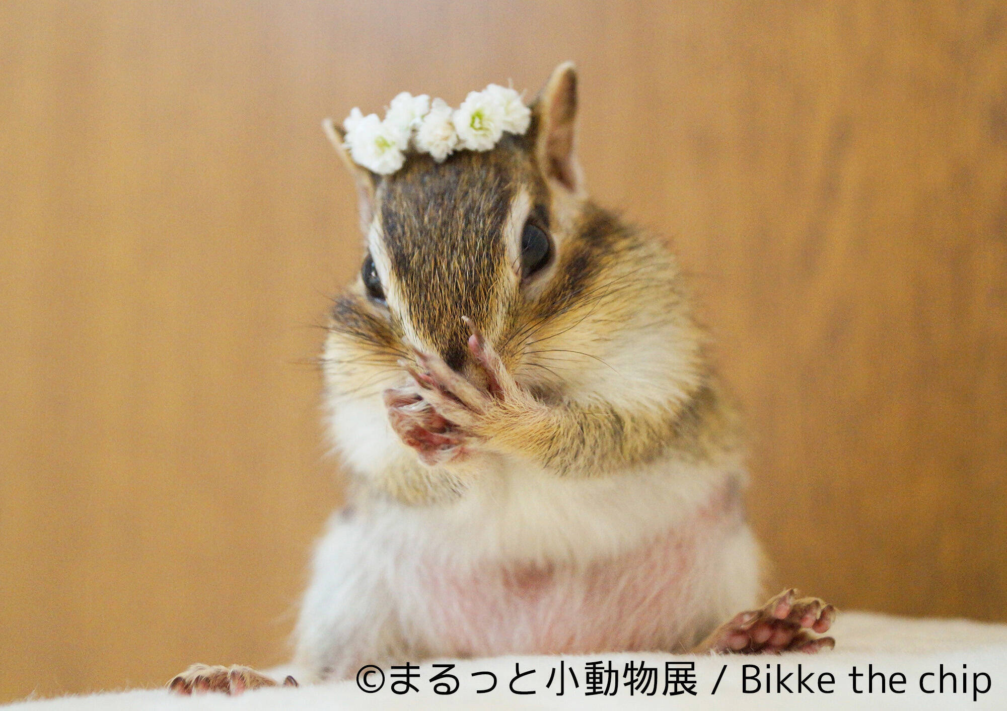 小動物が主役の合同写真 物販展 まるっと小動物展 がきゃわゆ い Snsで人気のハムスターやハリネズミ リスが大集合だよ 17年3月8日 エキサイトニュース