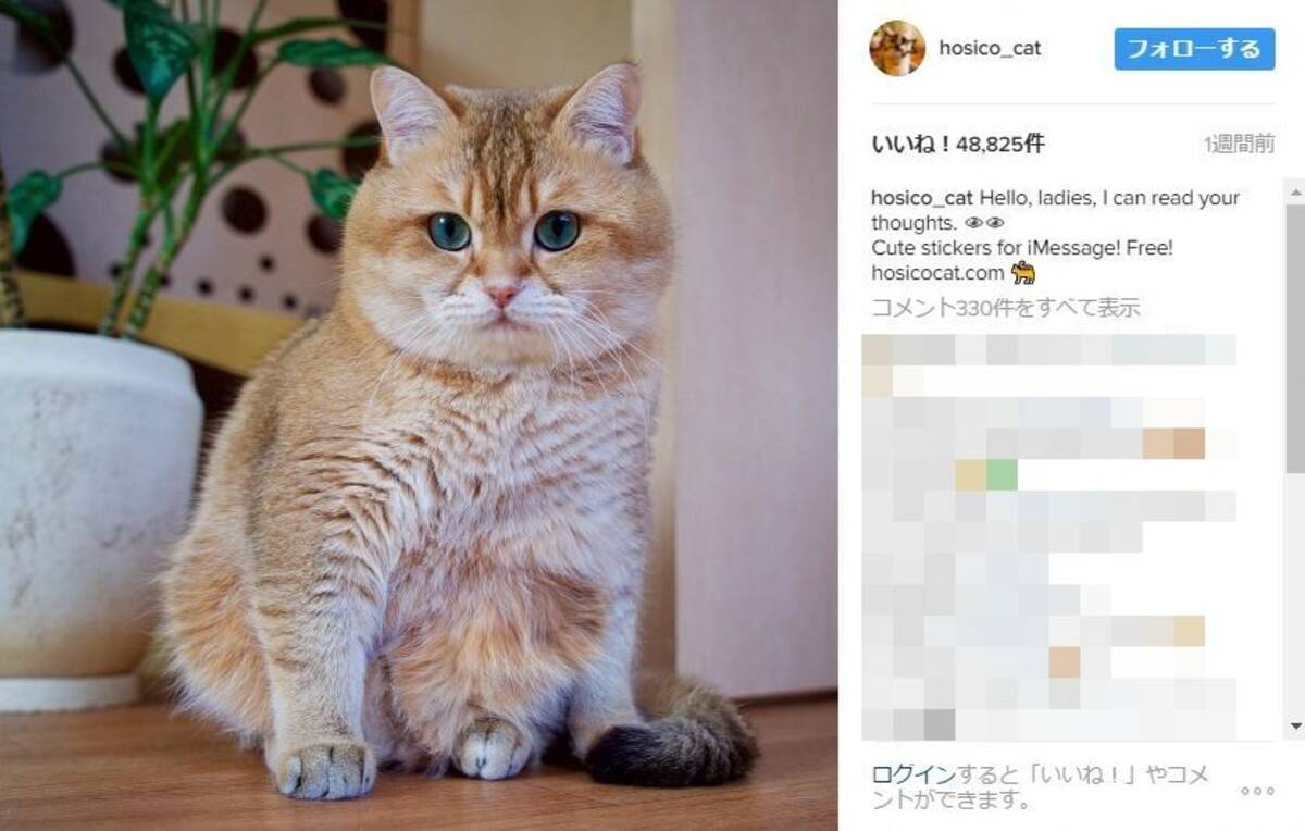 ぽってりボディに真ん丸おめめ ロシアのニャンコhosicoくんにメロメロだよぉ シュレック のプスに似てるって声も 17年3月10日 エキサイトニュース