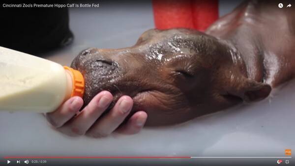 至福の表情 ほええええ ミルクを飲みながら水中でうとうとしちゃうカバの赤ちゃんが激カワすぎ 17年3月19日 エキサイトニュース