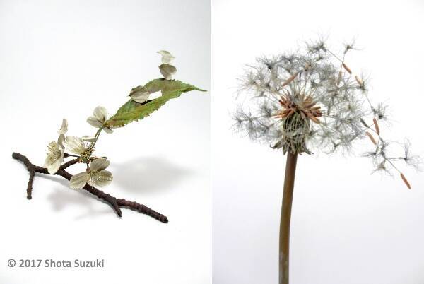 金属で作ったとは思えない 風に舞う桜やタンポポの綿毛を繊細に表現した造形作家 鈴木祥太さんの作品が美しい 17年3月24日 エキサイトニュース