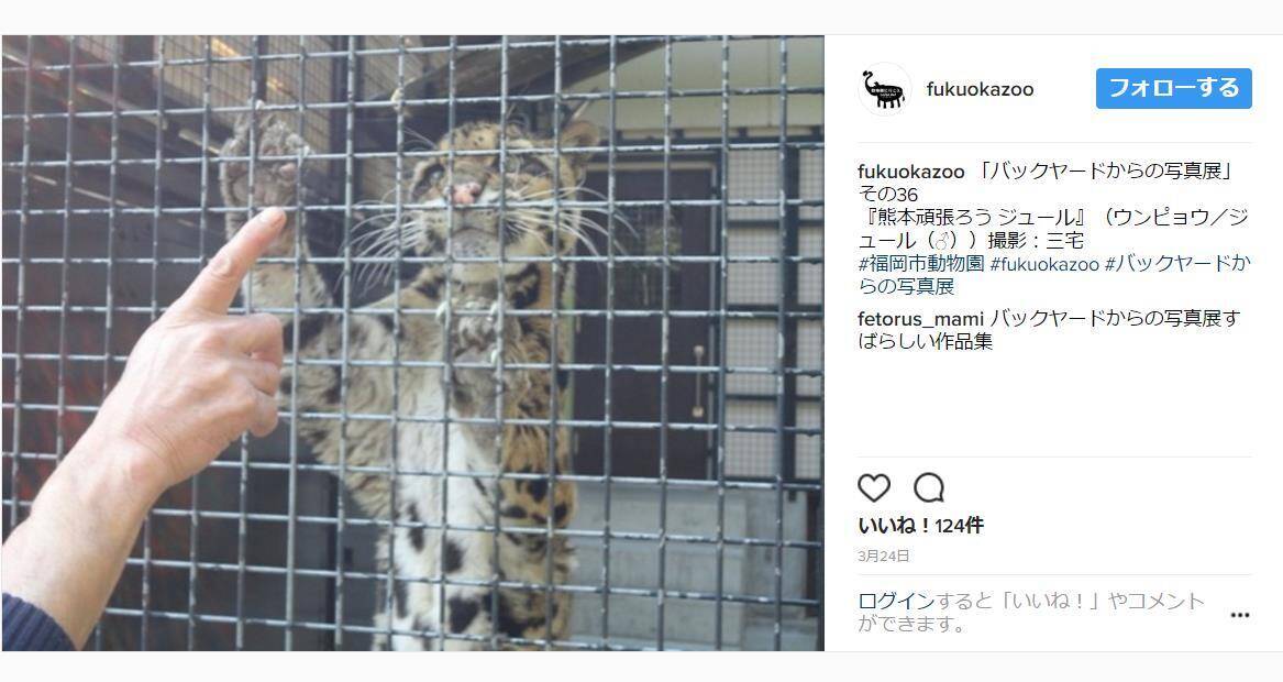 熊本地震から1年 熊本から福岡市動物園にやってきたウンピョウ 避難当時や現在の様子などお話を聞けるイベントが開催されます 17年4月10日 エキサイトニュース