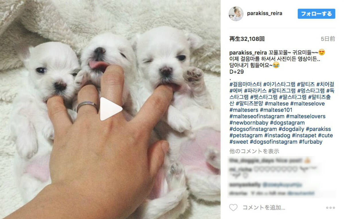 チュパチュパ むむ 味せーへんなぁ マルチーズの赤ちゃんたちが無我夢中で指をしゃぶりまくる動画をご覧ください 17年4月23日 エキサイトニュース