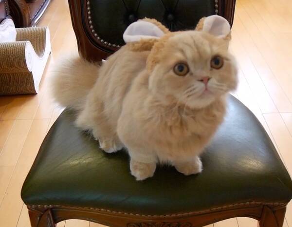 即キュン死 もふもふニャンコにうさ耳を付けたら 史上最強にかわいいことが判明 動いている姿がたまらないよぉー 17年4月30日 エキサイトニュース