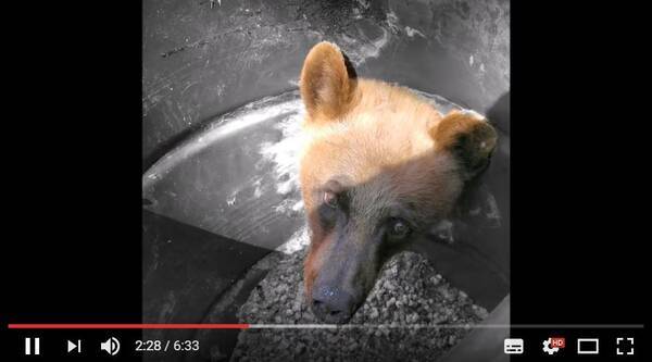 くまのプーさん がリアルだったらこんな感じ ドラム缶から頭が抜けなくなったクマをハンターたちが救出する一部始終 17年5月9日 エキサイトニュース