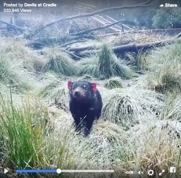 体は小熊 歩き方はネズミ 雪の日を楽しむタスマニアンデビルが名前に似合わずまったく邪悪じゃなかった件 17年7月日 エキサイトニュース