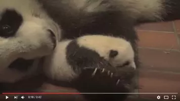 天才 志村どうぶつ園 が超かわいい動物の赤ちゃん動画21本を公開しているよ ワンコもニャンコもパンダもいます 17年9月10日 エキサイトニュース