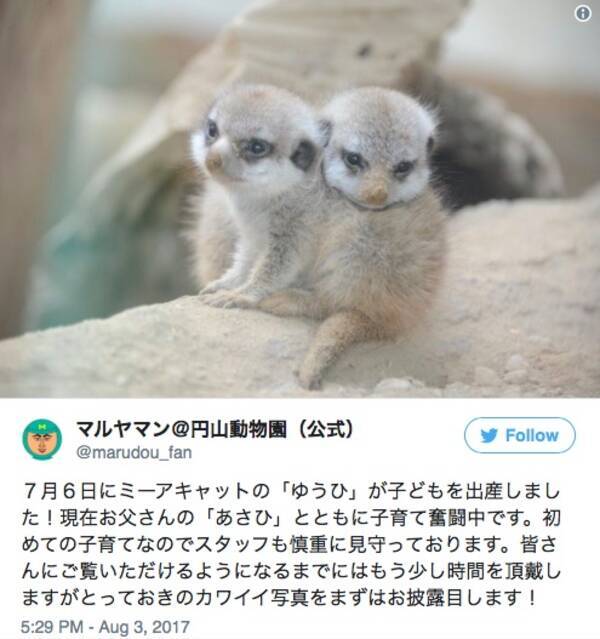 地上に舞い降りた天使 ミーアキャットの赤ちゃんが札幌市円山動物園で生まれたよ ちっこくって愛くるしい姿にズキュン 17年8月4日 エキサイトニュース